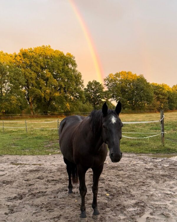 Unicorn