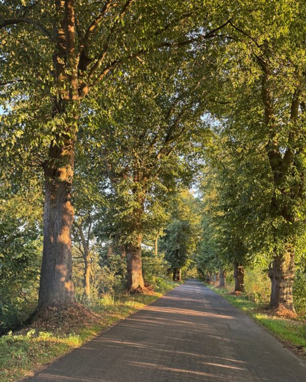 Weg mit Bäumen